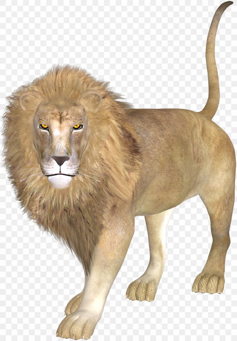 East African Lion Asiatic Lion, PNG, 1487x2141px, East African Lion, Animal, Animation, Asiatic Lion, Big Cats Download Free