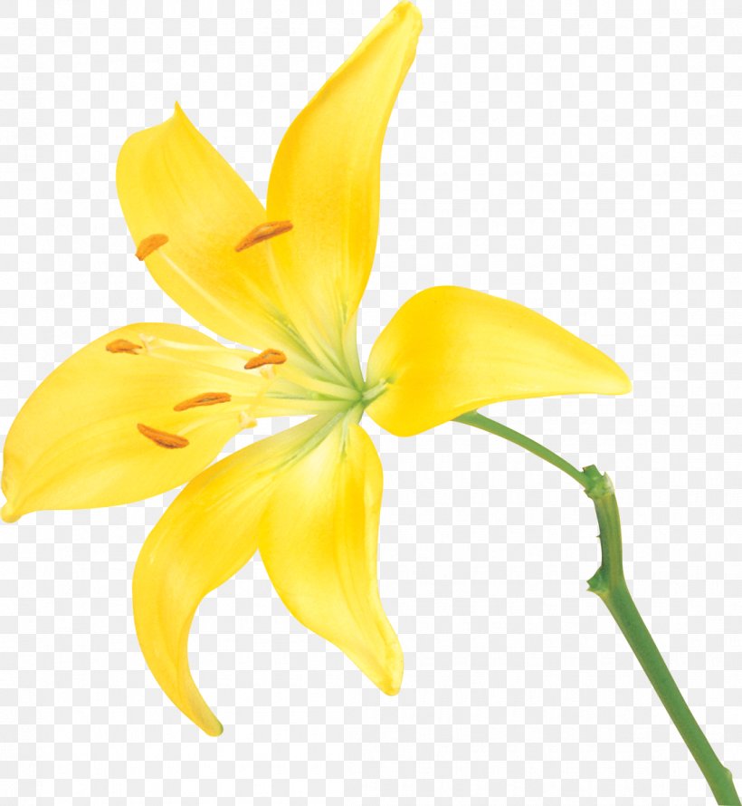 Flower Yellow Lilium, PNG, 1105x1200px, Flower, Cartoon, Cut Flowers, Drawing, Flora Download Free