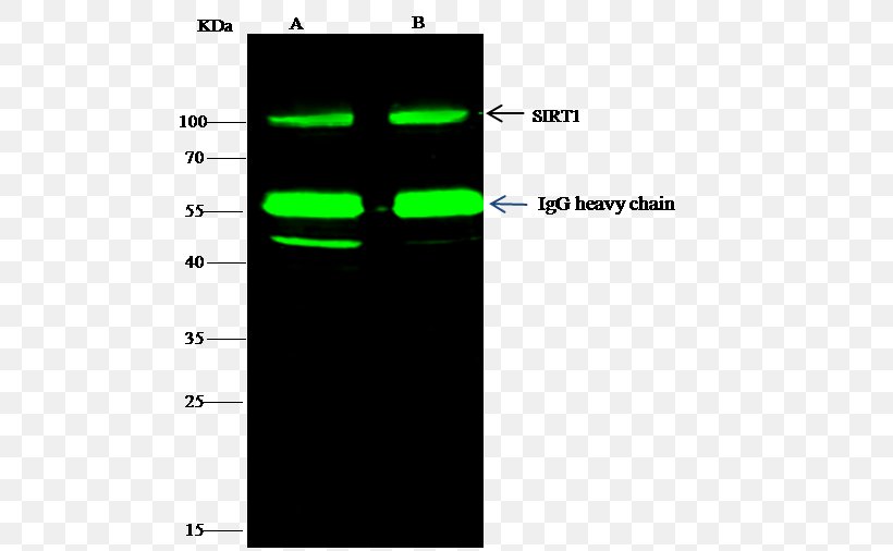 Immunoprecipitation HA-tag Antibody Primary And Secondary Antibodies Alexa Fluor, PNG, 525x506px, Immunoprecipitation, Alexa Fluor, Antibody, Area, Brand Download Free