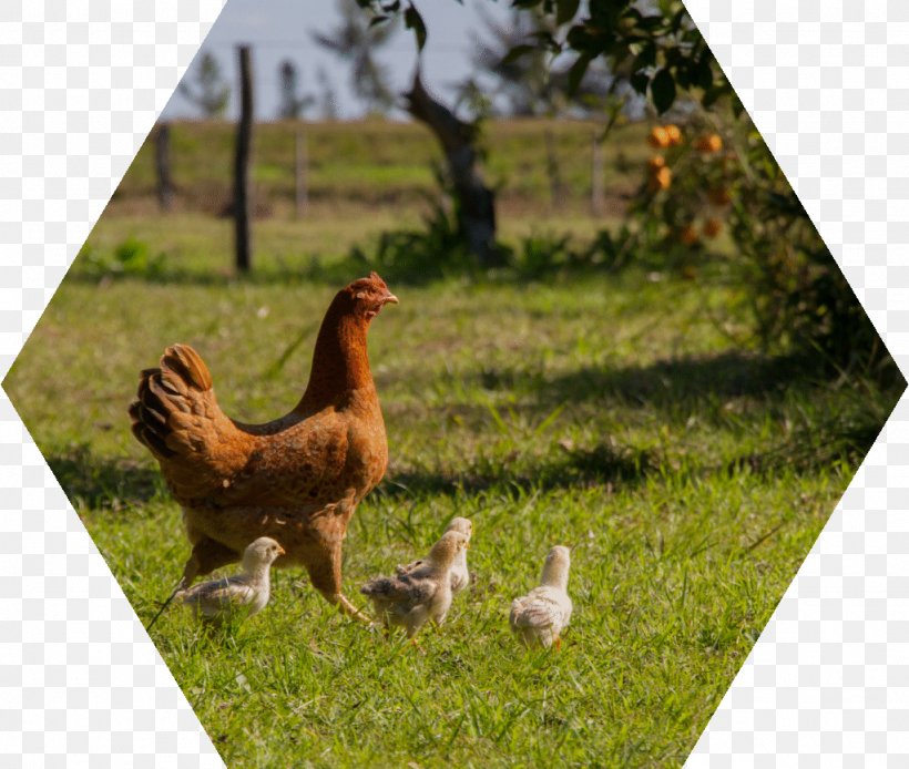 Rooster Chicken As Food Hen, PNG, 1024x867px, Rooster, Beak, Bigstock, Bird, Chicken Download Free