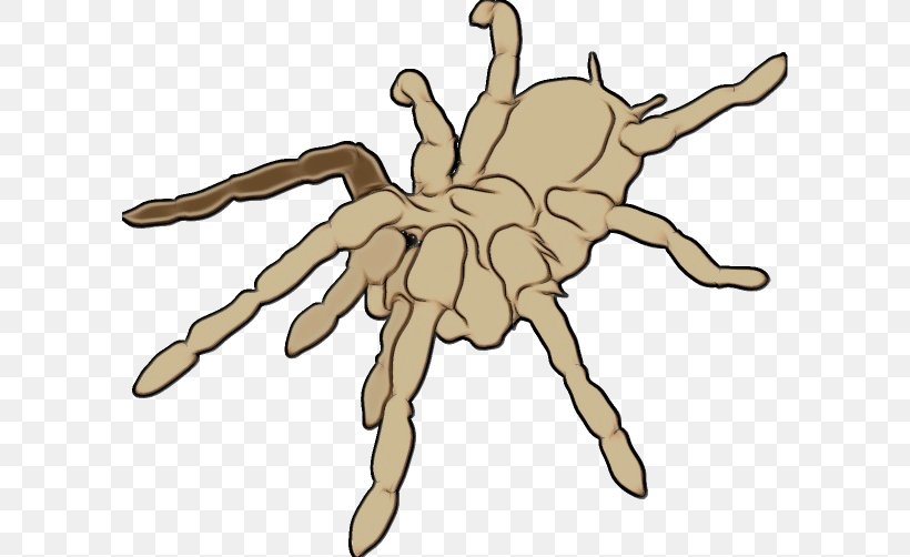 Spider Tarantula Arachnid Cartoon Hand, PNG, 600x502px, Watercolor, Arachnid, Cartoon, Finger, Hand Download Free