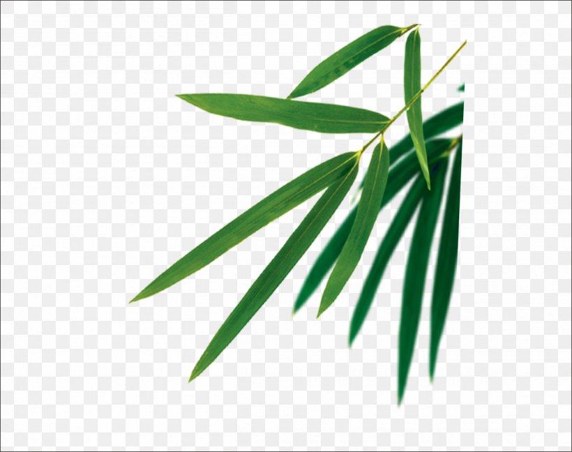 Bamboo Leaf Euclidean Vector, PNG, 2503x1978px, Bamboo, Bamboe, Brand, Designer, Dragon Boat Festival Download Free