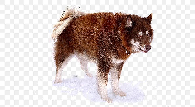 Canadian Eskimo Dog American Eskimo Dog Siberian Husky Alaskan Malamute Puppy, PNG, 600x450px, Canadian Eskimo Dog, Alaskan Malamute, American Eskimo Dog, Breed, Carnivoran Download Free