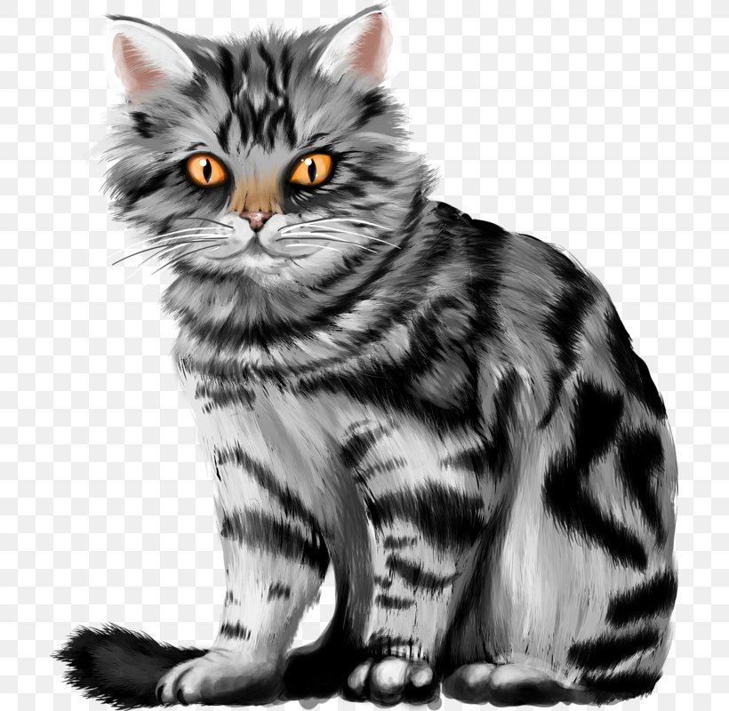 Kitten Tabby Cat Pet Sitting Clip Art, PNG, 707x800px, Kitten, American Bobtail, American Shorthair, American Wirehair, Asian Download Free