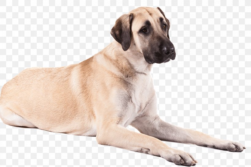 Anatolian Shepherd German Shepherd American Staffordshire Terrier Great Pyrenees Puppy, PNG, 1170x780px, Anatolian Shepherd, American Staffordshire Terrier, Bark, Black Mouth Cur, Breed Download Free
