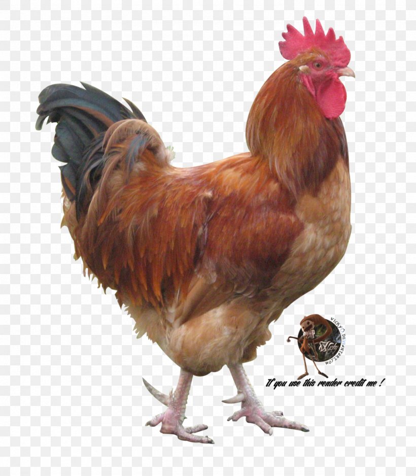 Chicken Phasianidae Bird Rooster Rendering, PNG, 1024x1172px, 3d Rendering, Chicken, Animal, Art, Beak Download Free