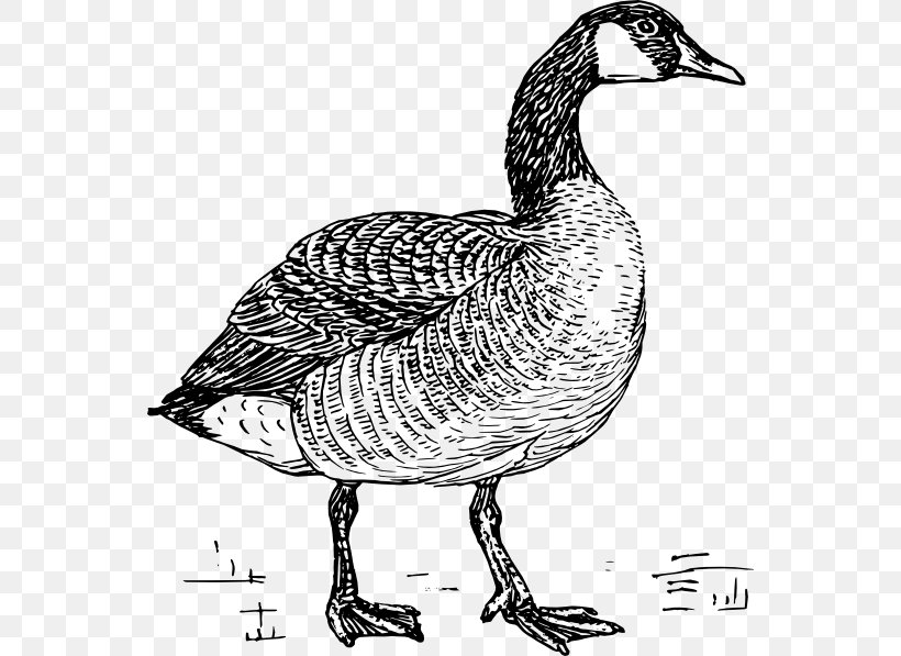 Goose Duck Clip Art Drawing Vector Graphics, PNG, 552x597px, Goose, Adaptation, Beak, Bird, Cat Download Free