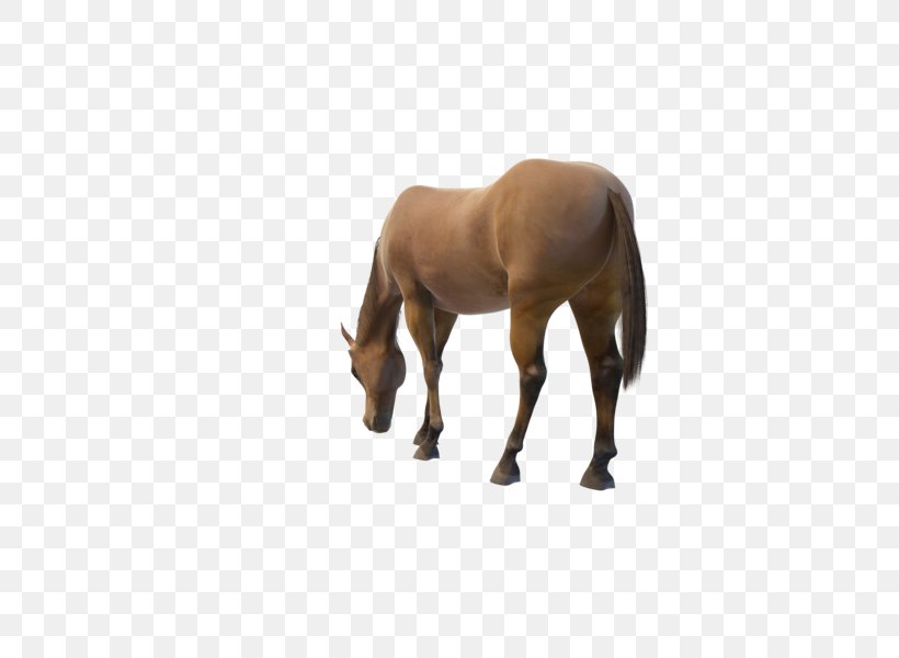 Mustang Horses Stallion Akhal-Teke Mare, PNG, 600x600px, Mustang, Akhalteke, Animal, Animal Figure, Horse Download Free