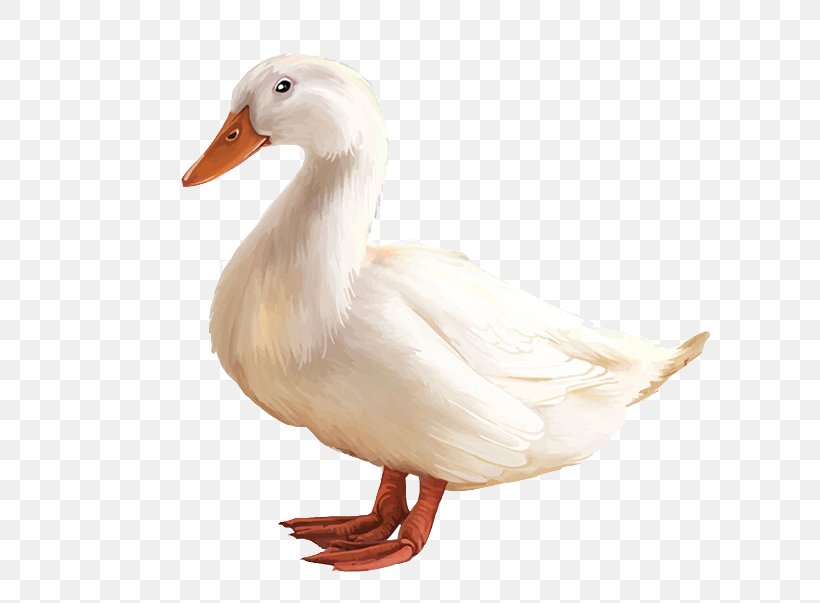 American Pekin Duck, PNG, 658x603px, American Pekin, Beak, Bird, Duck, Ducks Geese And Swans Download Free