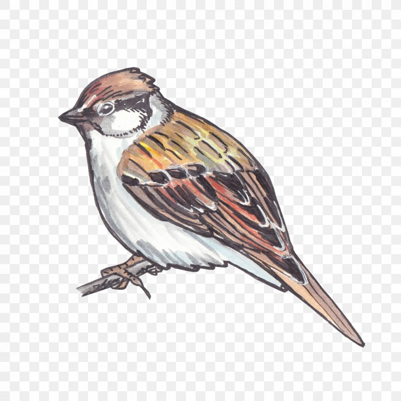 Bird Sparrow House Sparrow Chipping Sparrow Beak, PNG, 1200x1200px, Bird, Beak, Chipping Sparrow, Emberizidae, Finch Download Free