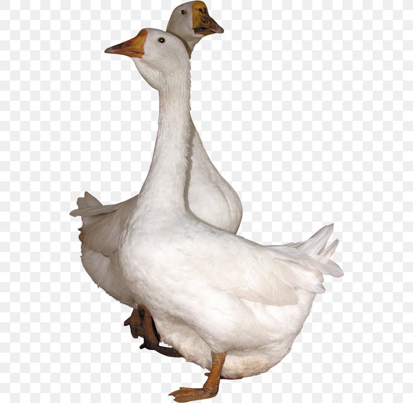 Domestic Goose Duck Cygnini Bird, PNG, 546x800px, Goose, Anatidae, Beak, Bird, Canada Goose Download Free
