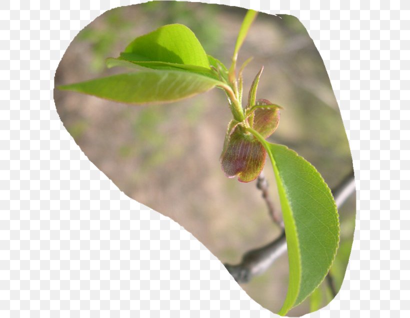 Leaf Plant Stem Insect Jetty Neanderthal, PNG, 608x636px, Leaf, Branch, Bud, Child, Childbirth Download Free