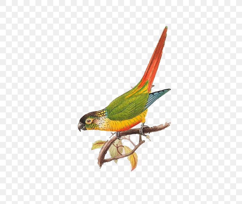 Parrot Bird Macaw, PNG, 450x690px, Parrot, Animation, Beak, Bird, Common Pet Parakeet Download Free