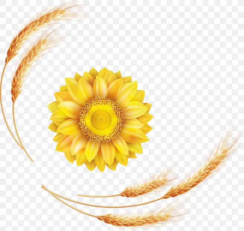 Common Sunflower Euclidean Vector, PNG, 2188x2069px, Common Sunflower, Autumn, Barley, Cartoon, Commodity Download Free