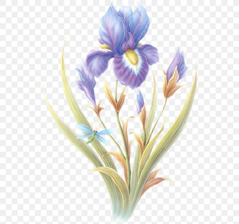 Flower Gfycat Orris Root, PNG, 530x768px, Flower, Animation, Crocus, Cut Flowers, Flower Bouquet Download Free