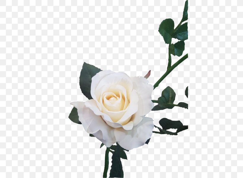 Garden Roses Floral Design Cut Flowers, PNG, 800x600px, Garden Roses, Artificial Flower, Cut Flowers, Floral Design, Floristry Download Free