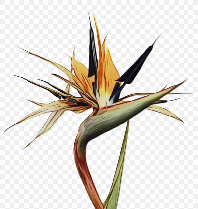 Bird Of Paradise, PNG, 871x917px, Bird Of Paradise Flower, Bird, Bird Nest, Bird Of Paradise, Birdofparadise Download Free