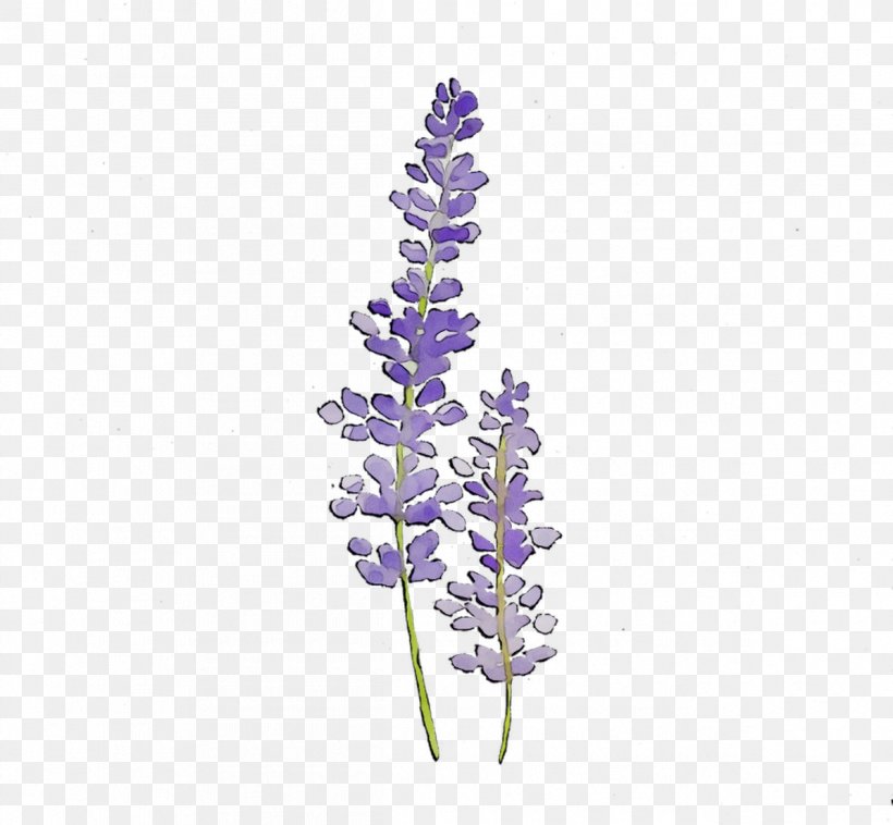 English Lavender Plant Stem Cut Flowers Plants, PNG, 1195x1106px, English Lavender, Broomrape, Cut Flowers, Delphinium, Flower Download Free