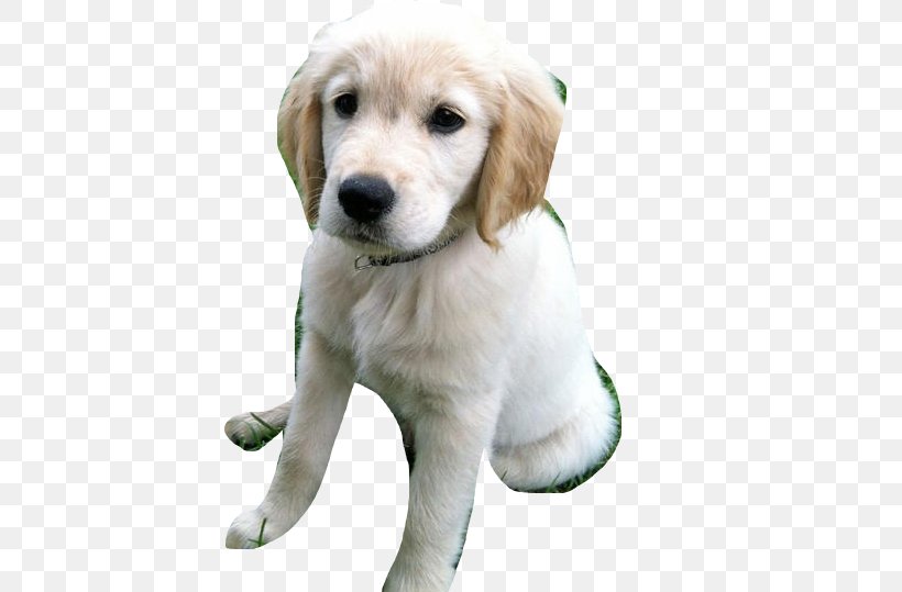 Golden Retriever Labrador Retriever Puppy Dog Breed Companion Dog, PNG, 737x539px, Golden Retriever, Breed, Carnivoran, Companion Dog, Dog Download Free