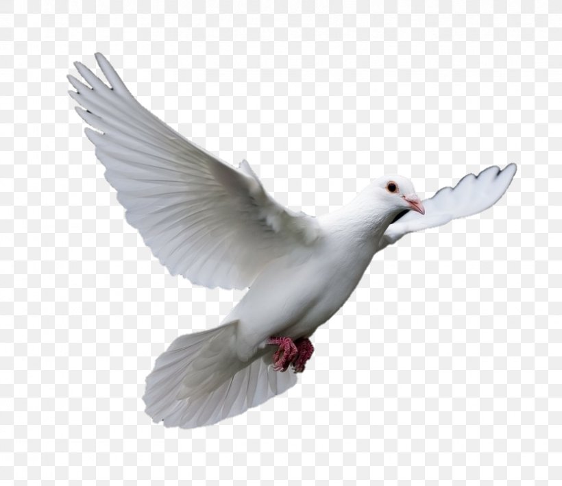 Pigeons And Doves Homing Pigeon Bird Racing Homer Release Dove, PNG, 832x720px, Pigeons And Doves, Beak, Bird, Charadriiformes, Columbiformes Download Free