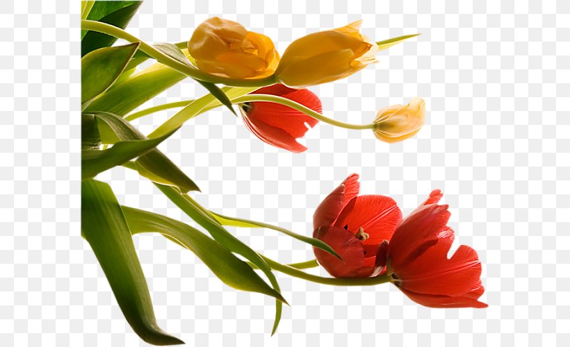 Animation Blog, PNG, 589x500px, Animation, Blog, Bud, Cut Flowers, Drawing Download Free