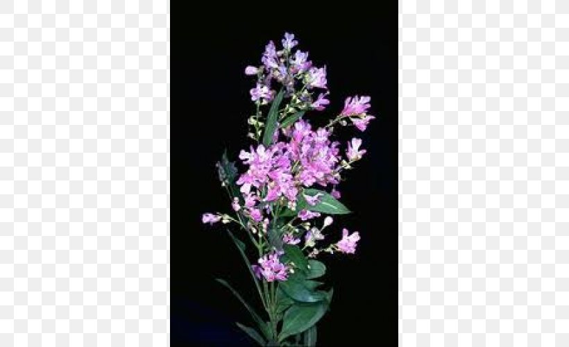 Dendrobium Cut Flowers Herbaceous Plant Shrub, PNG, 500x500px, Dendrobium, Cut Flowers, Flower, Flowering Plant, Herbaceous Plant Download Free