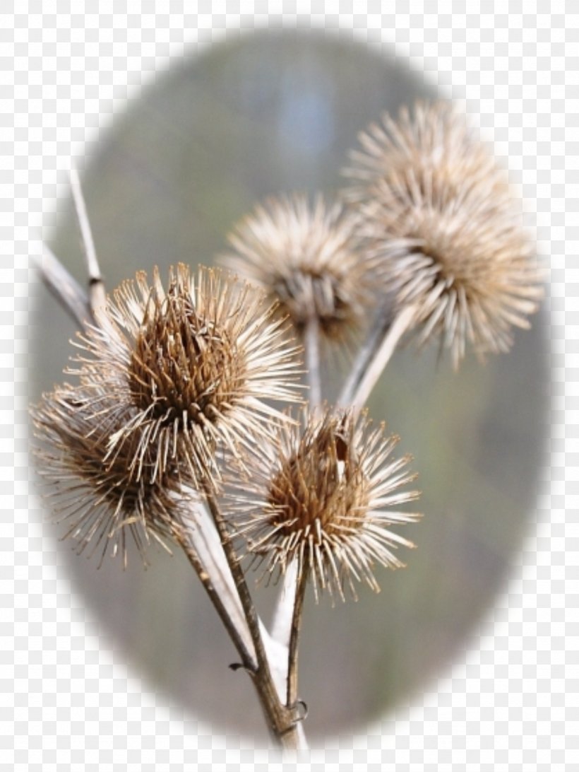 Greater Burdock, PNG, 1127x1502px, Greater Burdock, Burdock Download Free