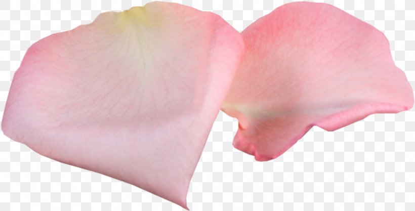 Petal Garden Roses Pink Flower, PNG, 1150x586px, Petal, Content Management System, Divination, Flower, Fortunetelling Download Free