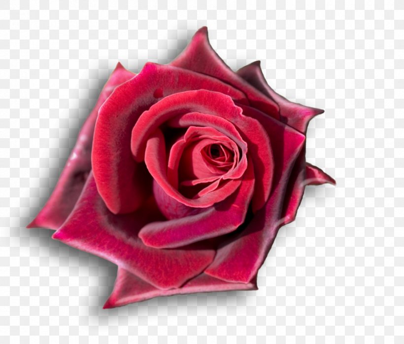 Rose Desktop Wallpaper Flower 1080p High-definition Television, PNG, 900x765px, 4k Resolution, 5k Resolution, 8k Resolution, Rose, Close Up Download Free