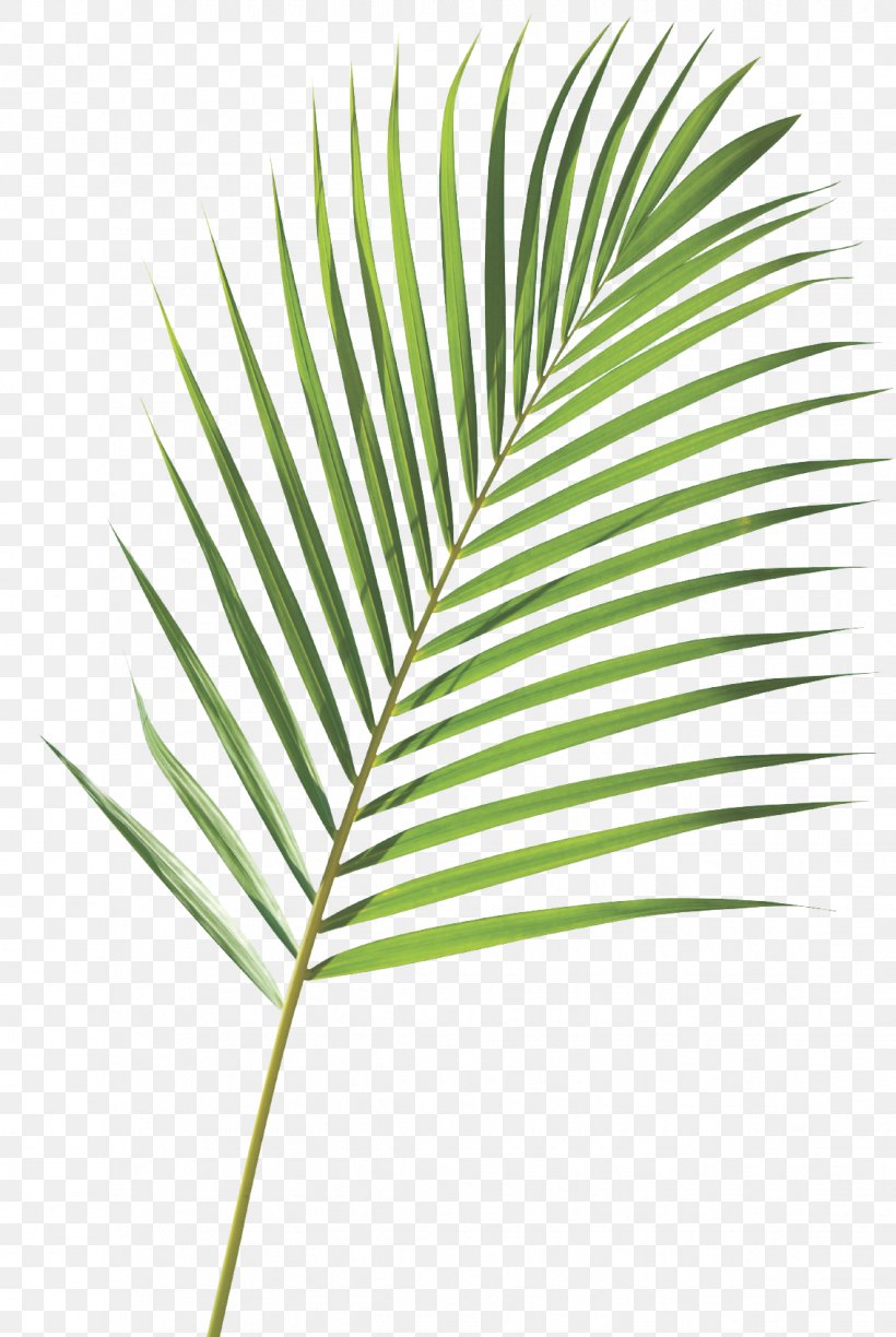 Royalty-free Frond Arecaceae Palm Branch Leaf, PNG, 1134x1693px, Royaltyfree, Arecaceae, Arecales, Coconut, Frond Download Free