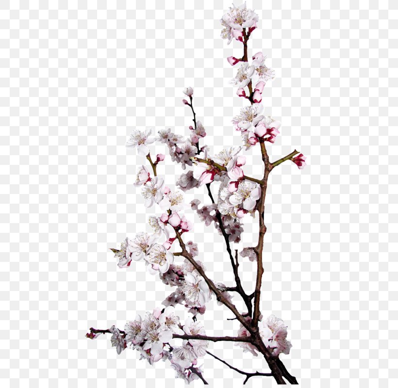 Saison Des Amours Spring Season Doll Le Printemps, PNG, 475x800px, Spring, Autumn, Blossom, Branch, Cherry Blossom Download Free