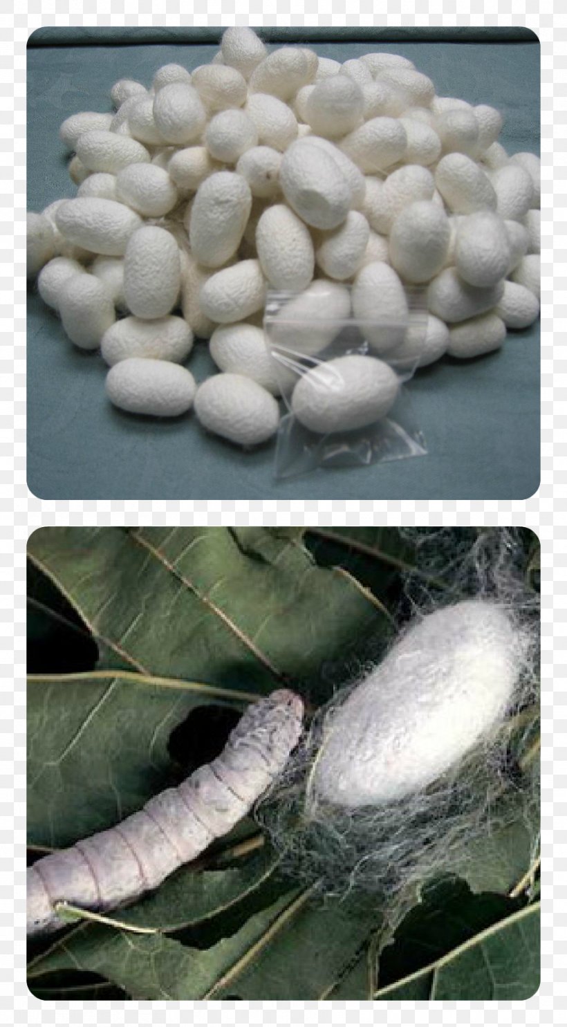 The Silkworm Sericulture, PNG, 883x1600px, Worm, Bombycidae, Bombyx Mori, Bozzolo, Ecdysis Download Free