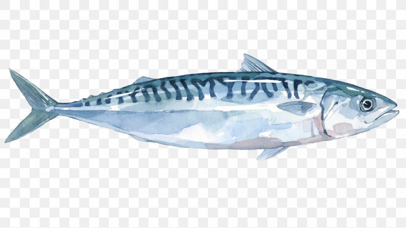 Thunnus Mackerel Sardine Fish Products Salmon, PNG, 1000x563px, Thunnus, Anchovy, Atlantic Herring, Atlantic Mackerel, Blue Whiting Download Free
