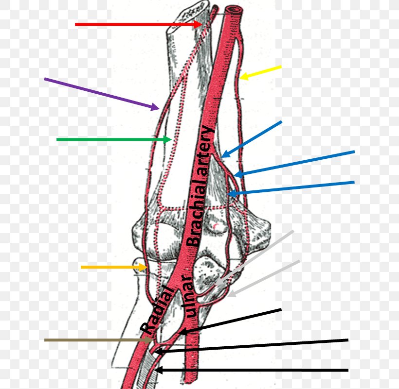 Brachial Artery Human Anatomy Brachialis Muscle, PNG, 640x801px, Watercolor, Cartoon, Flower, Frame, Heart Download Free