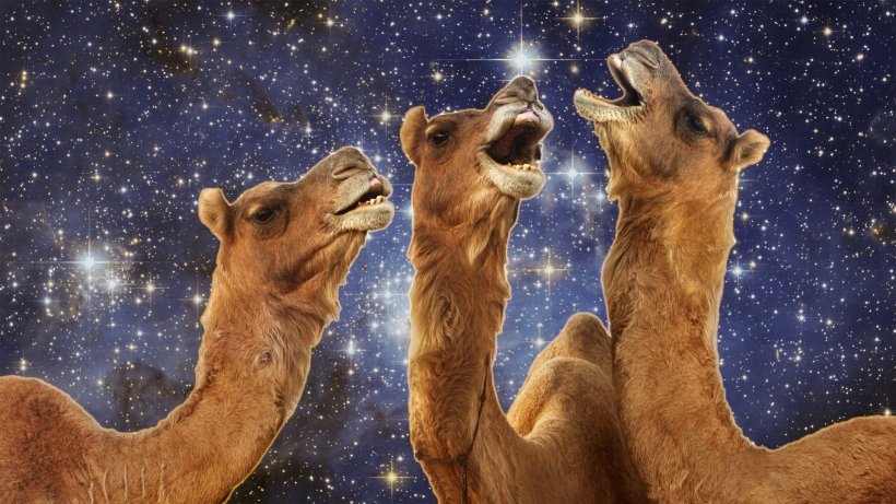 Camel Llama Desktop Wallpaper 1080p Wallpaper, PNG, 1920x1080px, Camel, Animal, Camel Like Mammal, Desert, Fauna Download Free