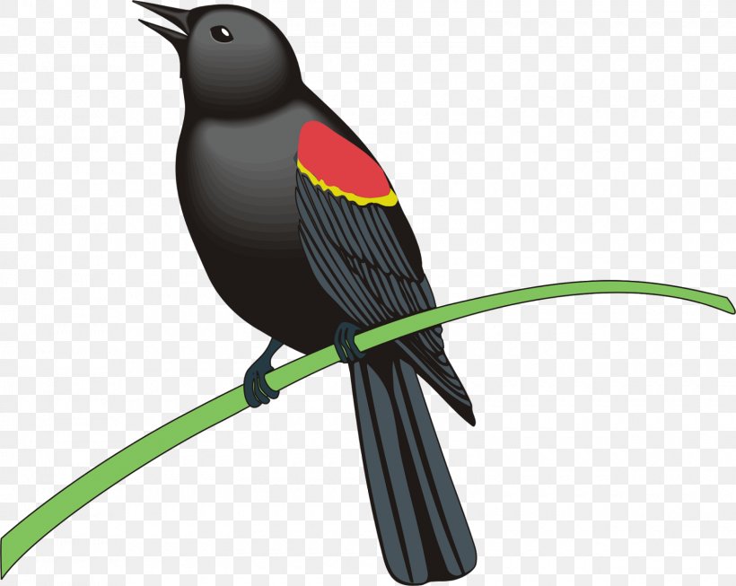Common Blackbird Royalty-free Clip Art, PNG, 1600x1275px, Bird, Beak, Blackbird, Common Blackbird, Drawing Download Free