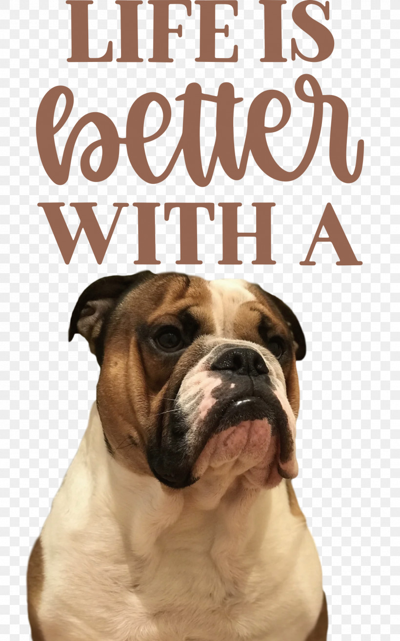 Life Better, PNG, 1871x3000px, Life, Better, Breed, Bulldog, Bulldog Type Download Free