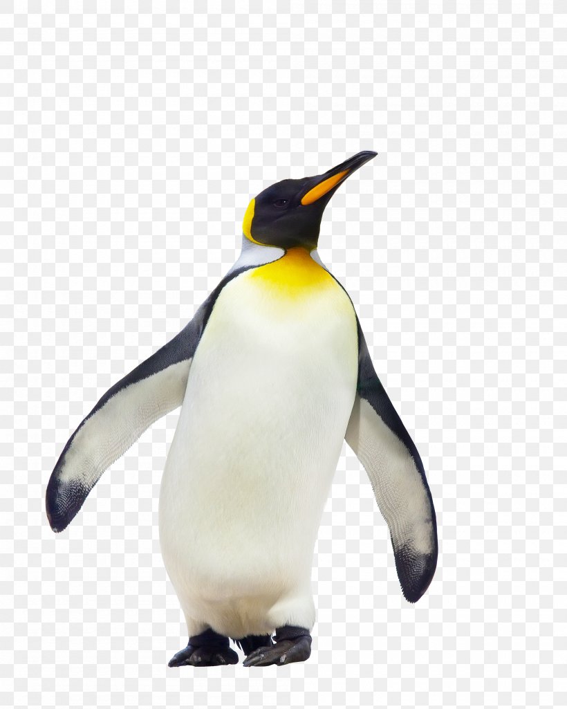 CfE Higher Geography Course Notes King Penguin Fauna, PNG, 2000x2500px, Higher Geography, Beak, Bird, Book, Cfe Higher Geography Course Notes Download Free
