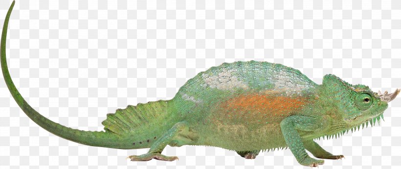 Chameleons Lizard Reptile Chameleon, Chameleon, PNG, 2807x1188px, Chameleons, Animal, Animal Figure, Chameleon, Chameleon Chameleon Download Free