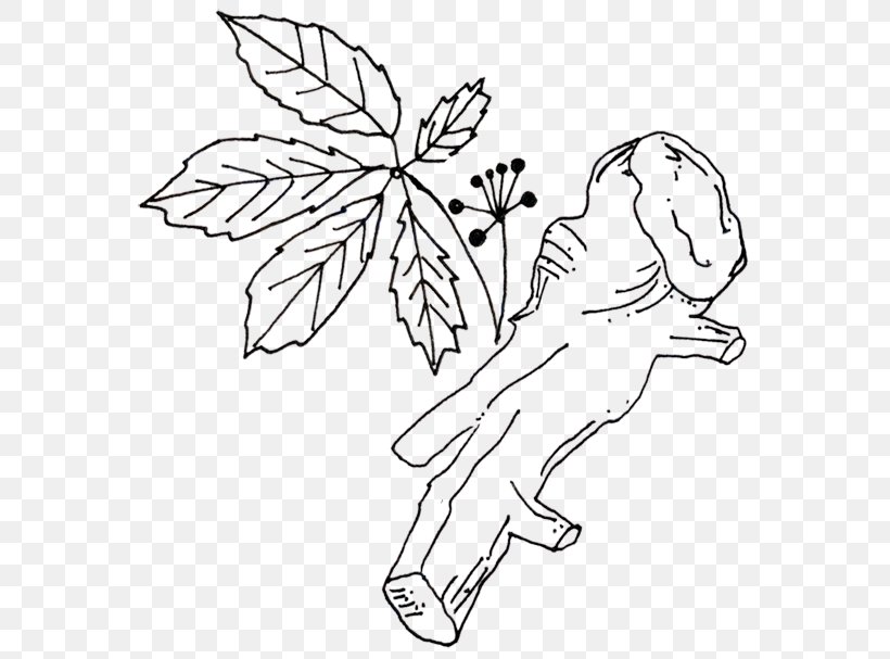 Drawing /m/02csf Line Art Illustration Leaf, PNG, 589x607px, Drawing, Art, Arts, Artwork, Black And White Download Free