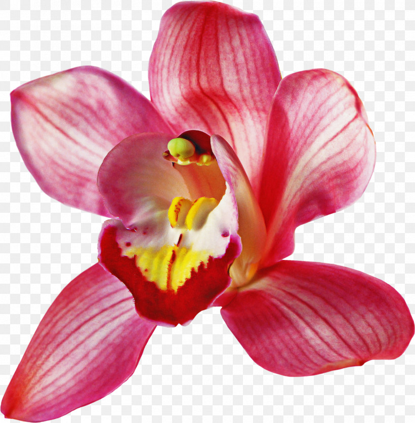 Flower Petal Pink Plant Moth Orchid, PNG, 1570x1600px, Flower, Magenta, Moth Orchid, Petal, Pink Download Free
