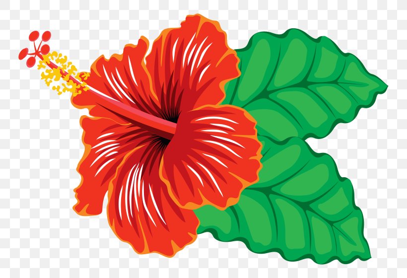 Hibiscus Schizopetalus Yellow Hibiscus Hawaiian Hibiscus Clip Art, PNG, 800x560px, Hibiscus Schizopetalus, Drawing, Floral Design, Flower, Flowering Plant Download Free