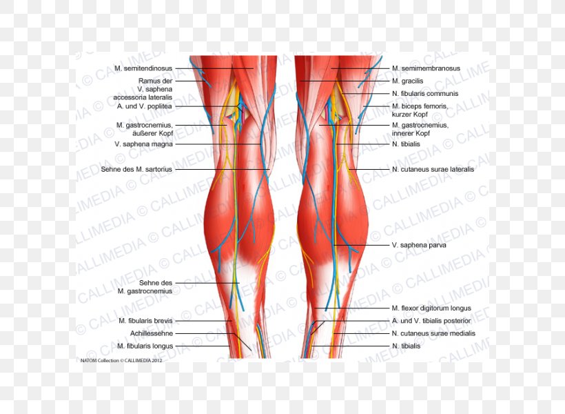 Knee Tendon Human Body Anatomy Ligament, PNG, 600x600px, Watercolor, Cartoon, Flower, Frame, Heart Download Free