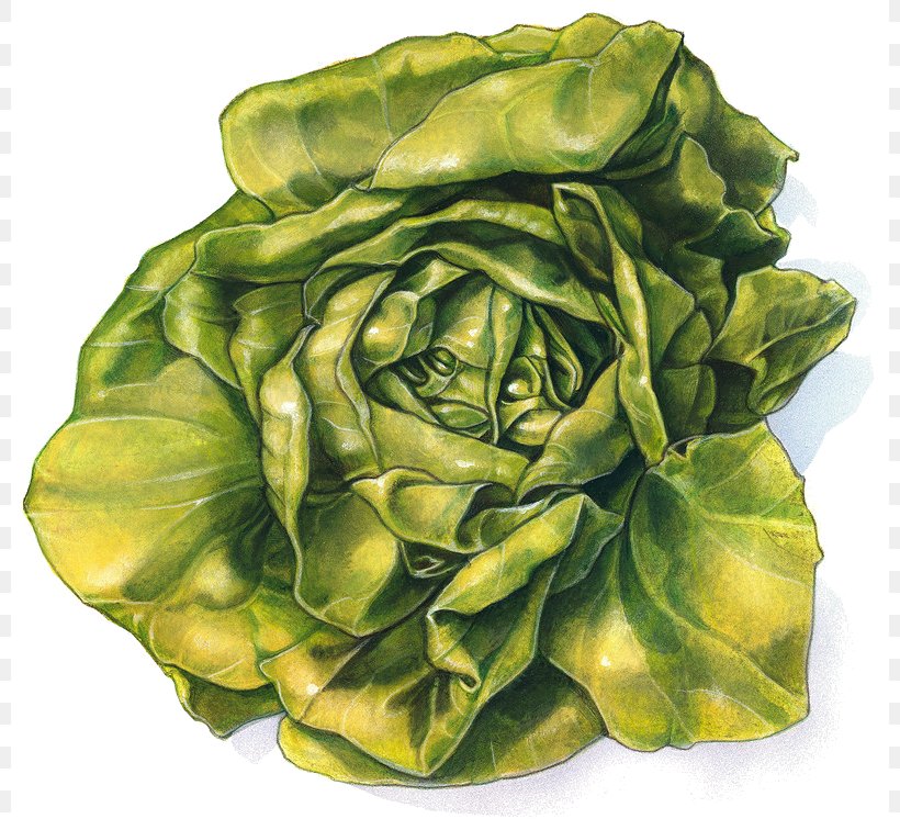 Lettuce Sandwich Drawing, PNG, 800x756px, Lettuce, Cabbage, Cartoon, Digital Illustration, Drawing Download Free