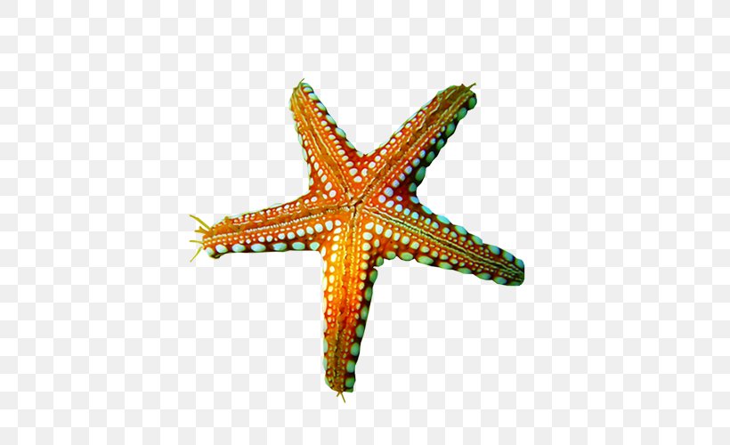 Starfish, PNG, 500x500px, Starfish, Echinoderm, Gimp, Invertebrate, Marine Invertebrates Download Free