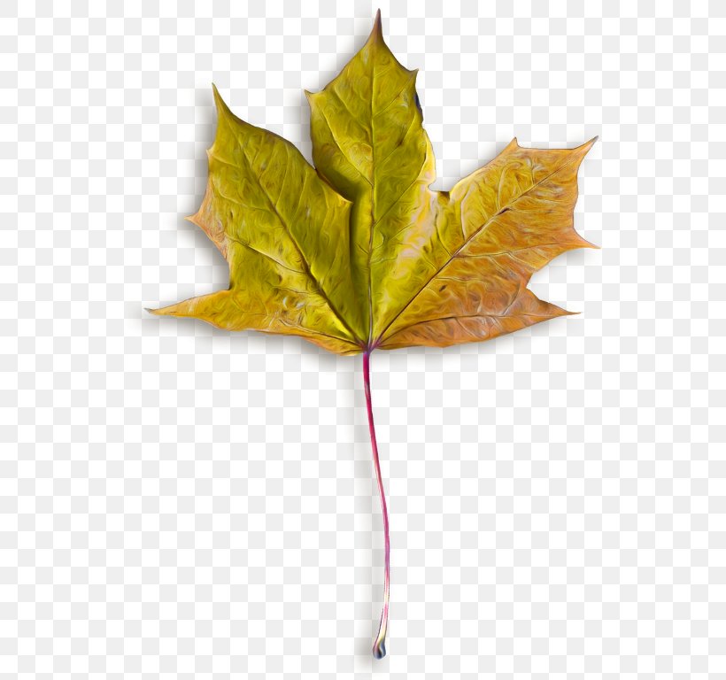 Autumn Leaves Maple Leaf Image File Formats, PNG, 547x768px, Autumn Leaves, Autumn, Image File Formats, Leaf, Maple Leaf Download Free