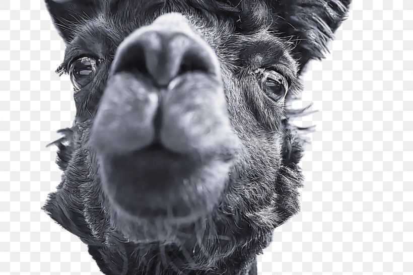 Llama, PNG, 1920x1280px, Snout, Breed, Cat, Chihuahua, Dog Download Free