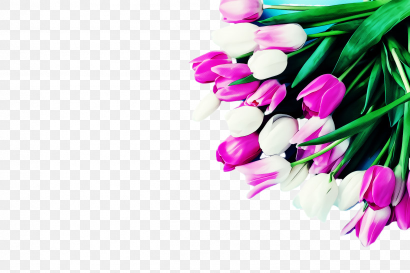 Pink Flower Plant Tulip Spring, PNG, 2448x1632px, Pink, Cut Flowers, Flower, Magenta, Petal Download Free
