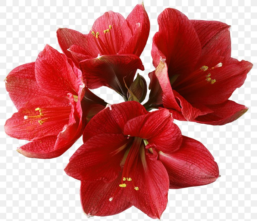 A Red Orchid Theatre Clip Art, PNG, 800x706px, Amaryllis Belladonna, Amaryllis, Amaryllis Family, Artificial Flower, Cut Flowers Download Free