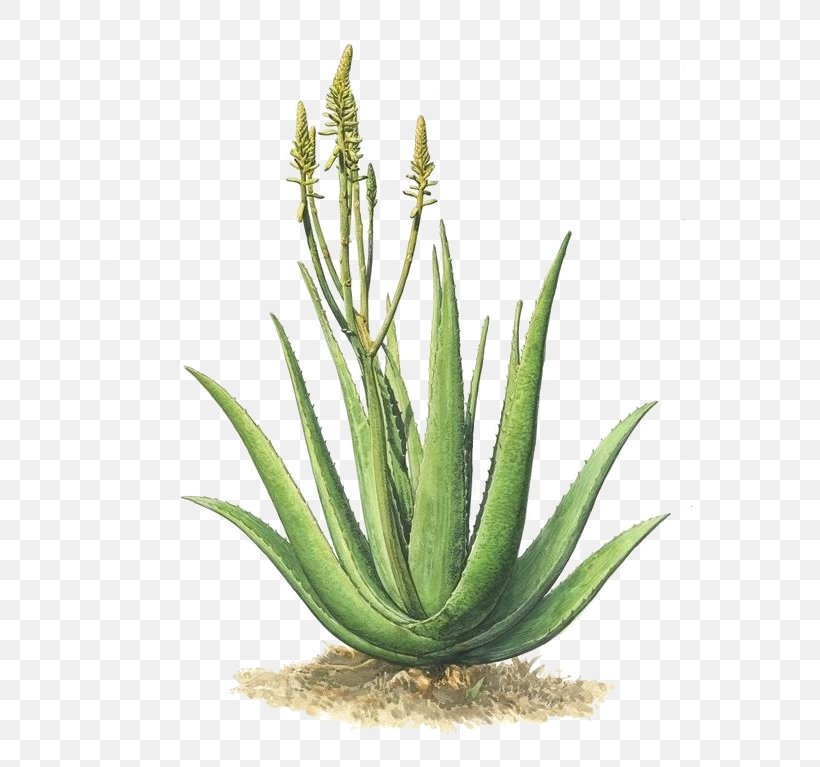 Aloe Vera Plant Agave Azul, PNG, 600x767px, Aloe Vera, Agave, Agave Azul, Agave Nectar, Aloe Download Free